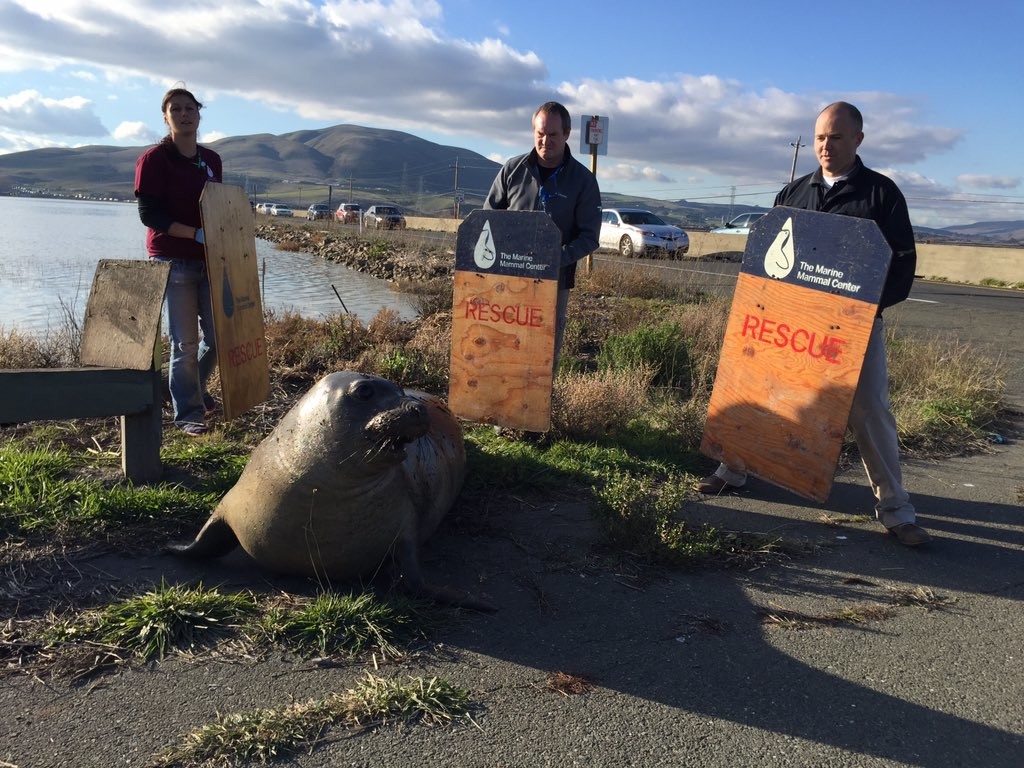 Pregnant seal still trying to cross the highway
