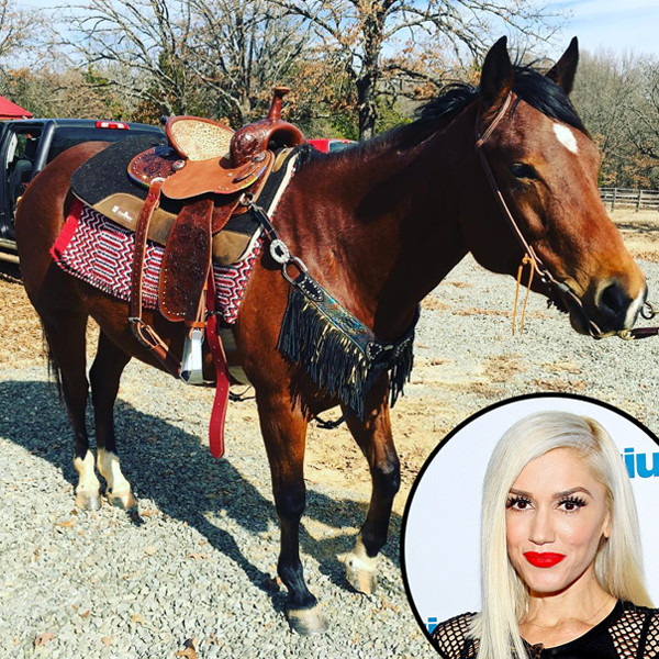 Meet Gwen Stefani's new four-legged love: Halo
