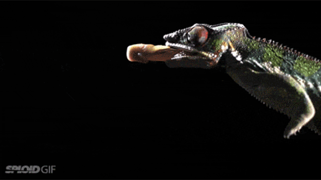 Your Supercar Has Nothing On This Tiny Chameleon's Tongue