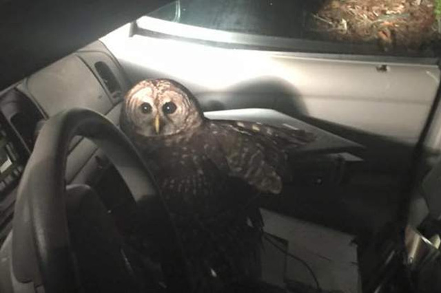 Owl attacks Louisiana officer, causes crash