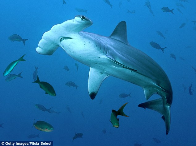 Swimmers rushed out of water after 15 sharks spotted