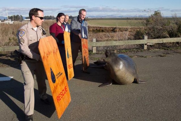 Pregnant seal still trying to cross the highway