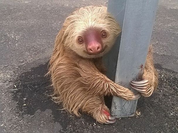 Sloth Rescued From Busy Highway in Ecuador