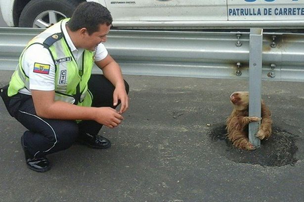 Officials rescue lost sloth trying to cross the road