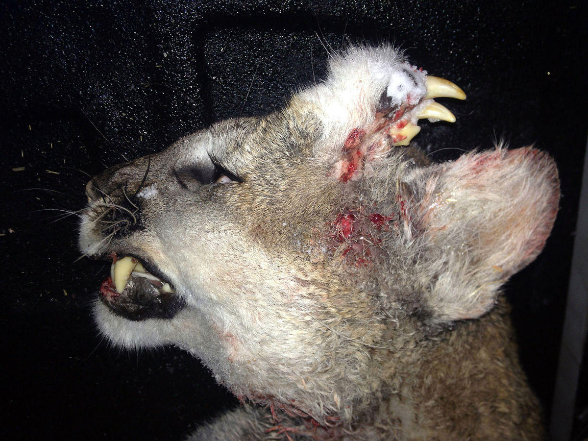 Mountain lion with rare deformity found in southeast Idaho