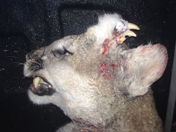 Mountain lion with rare deformity found in southeast Idaho